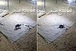 گربه‌ای که بزغاله بیچاره را کشت/ ویدئو