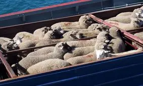 گوسفند زنده سودآورتر از طلا و دلار
