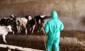 تب کریمه کنگو در کمین دامداری‌های اردبیل
