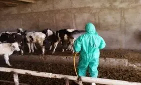 تب کریمه کنگو در کمین دامداری‌های اردبیل
