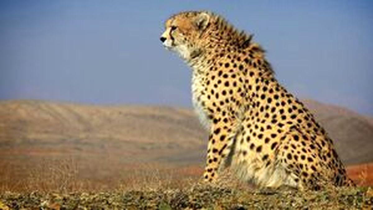 مشاهده یوزپلنگ ایرانی در خانه یکی از ساکنان تربت حیدریه؟