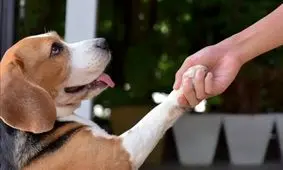 آیا نگهداری حیوانات در آپارتمان پیگرد قانونی دارد؟ 