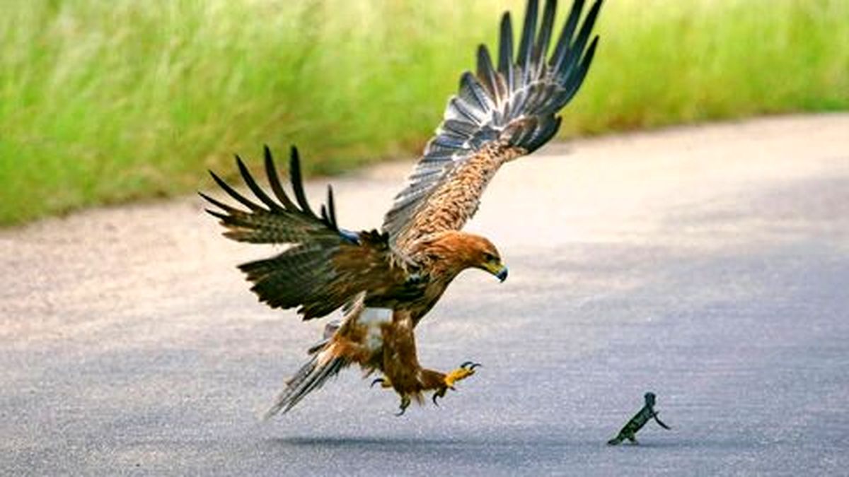تصاویر/ لحظه هیجان‌انگیز شکار شدن آفتاب پرست توسط عقاب