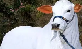 گران ترین گاو جهان دوباره رکورد شکست؛ بیش از ۲۰۰ میلیارد تومان!