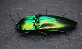 خوش رنگ ترین سوسک جهان!/ عکس
