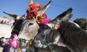جشنواره قدردانی از زحمات خر‌ها/ ویدئو