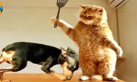 خنده دارترین لحظه های خلق شده توسط مردم و حیوانات خانگی شان در سال 2023/ ویدئو