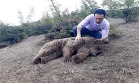 نجات و رهاسازی یک قلاده خرس قهوه ای در گیلان/ ویدئو
