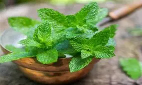 کمک به جبران کم‌آبی بدن و بهبود خشکی پوست در ماه رمضان با نعنا
