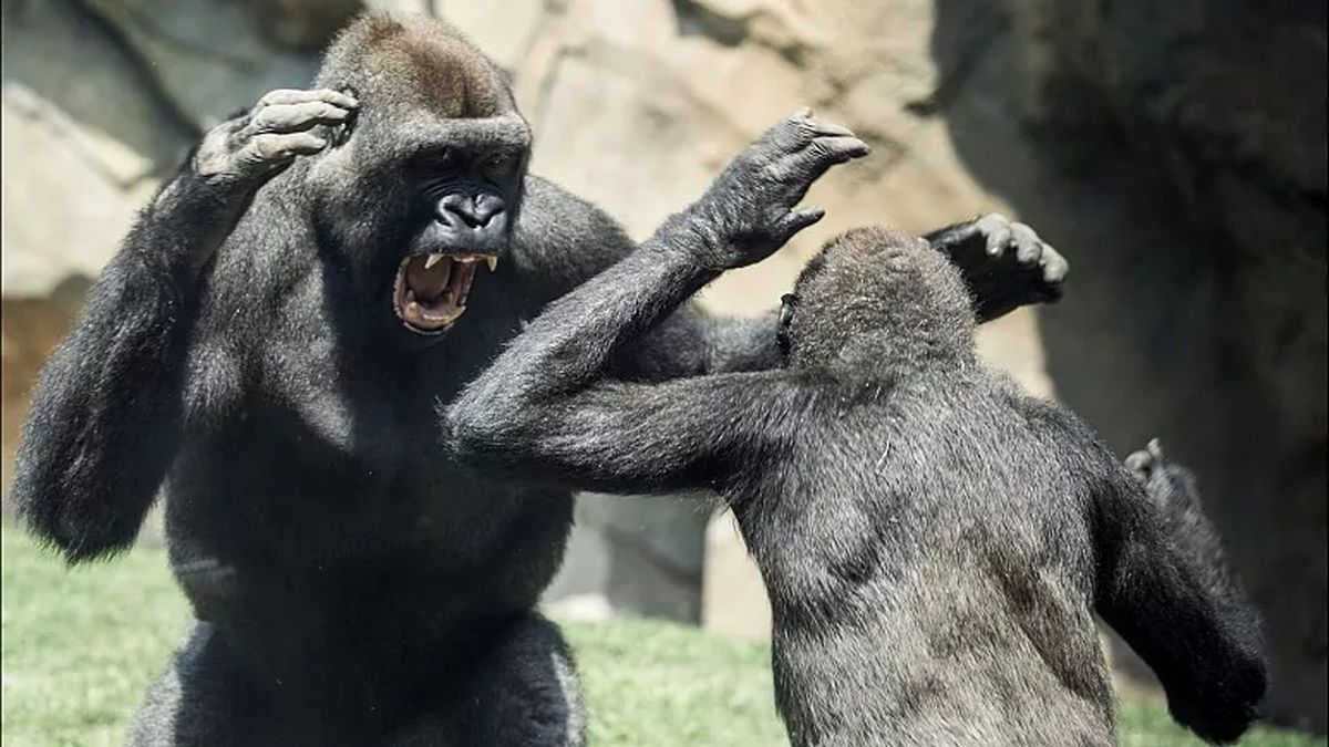 جاسوسی از گروه‌های رقیب توسط شامپانزه‌ها با «تاکتیک‌های جنگی انسان‌ها»