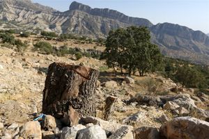 فاجعه زیست‌محیطی در استان فارس/ قطع ۶ هزار درخت برای ساخت جاده!