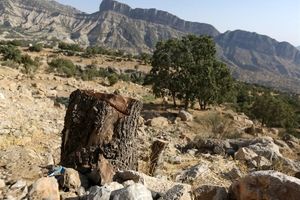فاجعه زیست‌محیطی در استان فارس/ قطع ۶ هزار درخت برای ساخت جاده!