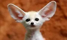  10 حیوان بامزه که انگار از دل انیمیشن ها بیرون آمده اند/ ویدئو