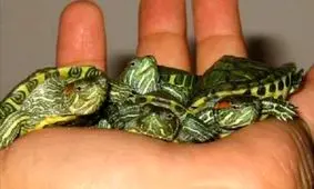 خرید و فروش گونه های جانوری ممنوع است