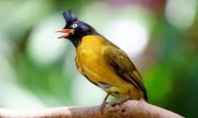 با کمک هوش مصنوعی می‌توانیم زبان حیوانات را بفهمیم؟