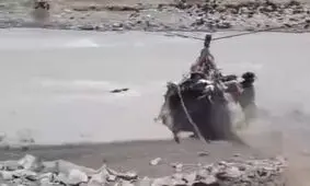 شیوه متفاوت عبور دادن دام از رودخانه توسط عشایر