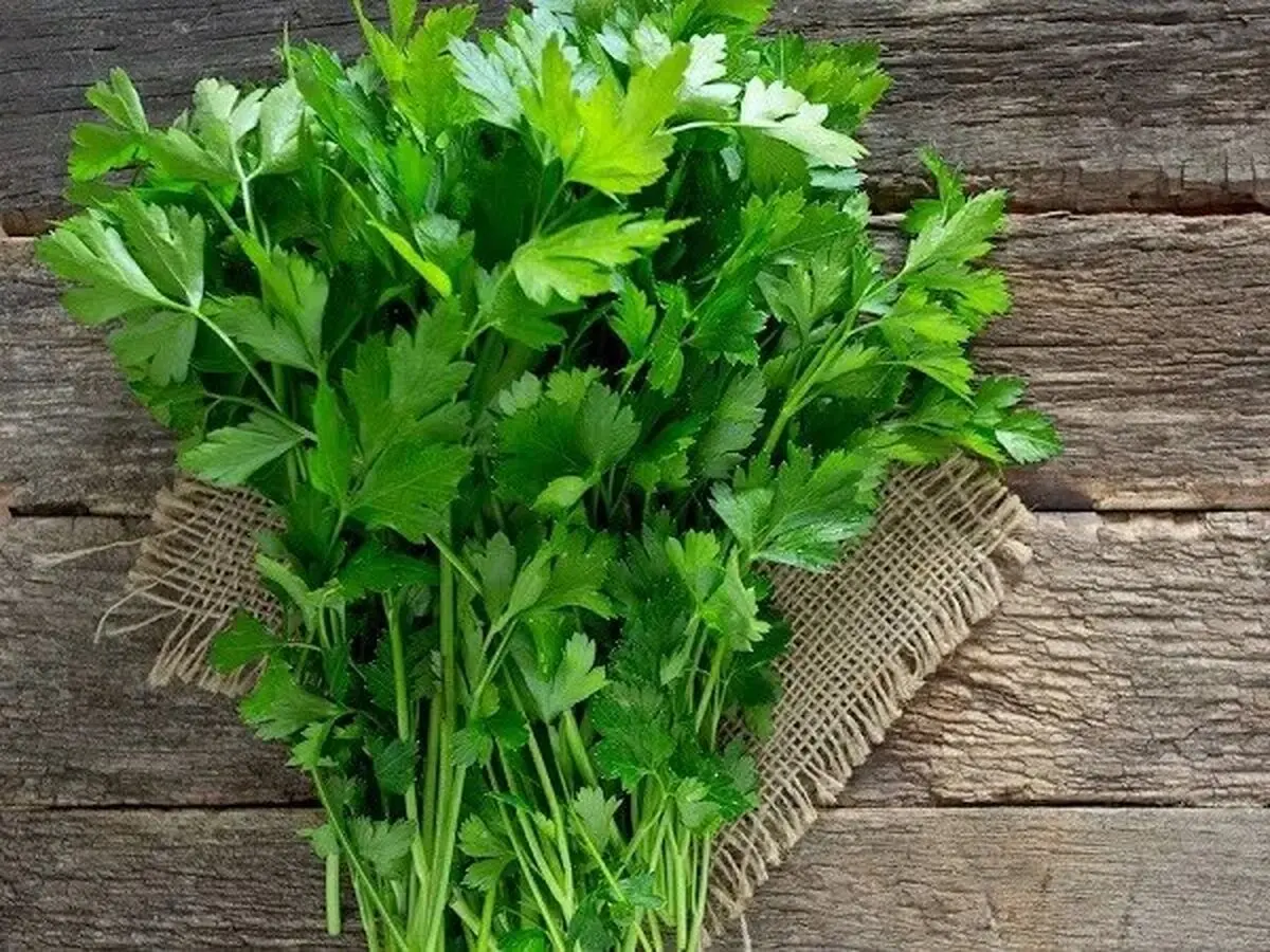 این سبزی کلیه‌ها را تصفیه و استخوان و دندان‌ها را تقویت می‌کند