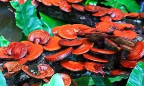 ساخت تراشه الکترونیکی از قارچ!