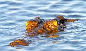 بدشانس ترین دایناسور دنیا طعمه این تمساح شد