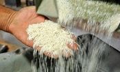 قیمت برنج در میادین و بازارهای میوه و تره‌بار شهرداری تهران اعلام شد