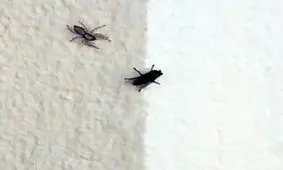 سرعت باورنکردنی عنکبوت هنگام حمله به یک مگس/ ویدئو