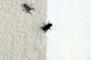 سرعت باورنکردنی عنکبوت هنگام حمله به یک مگس/ ویدئو