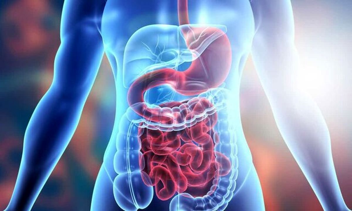 چرا به روده مغز دوم گفته میشود؟