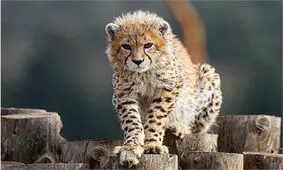 استان سمنان تنها امید حفظ یوزپلنگ آسیایی در جهان / وجود ۲۰۰ گور ایرانی در استان