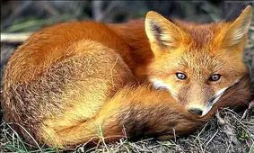 واکنش عجیب و جالب یک روباه به موسیقی/ ویدئو