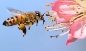 زنبورها هم فریاد می‌زنند