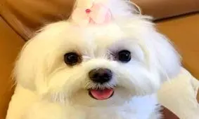 یک ملک ۵ میلیاردی، هدیه به یک سگ/ ویدئو 