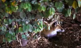 تصاویر یک روباه محلی در محدوده هفت تیر تهران