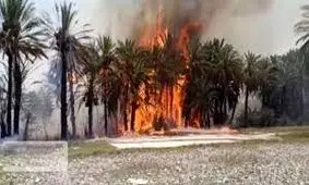 آتش سوزی باغ نخیلات و نیزار ها در حاجی‌آباد/ ویدئو