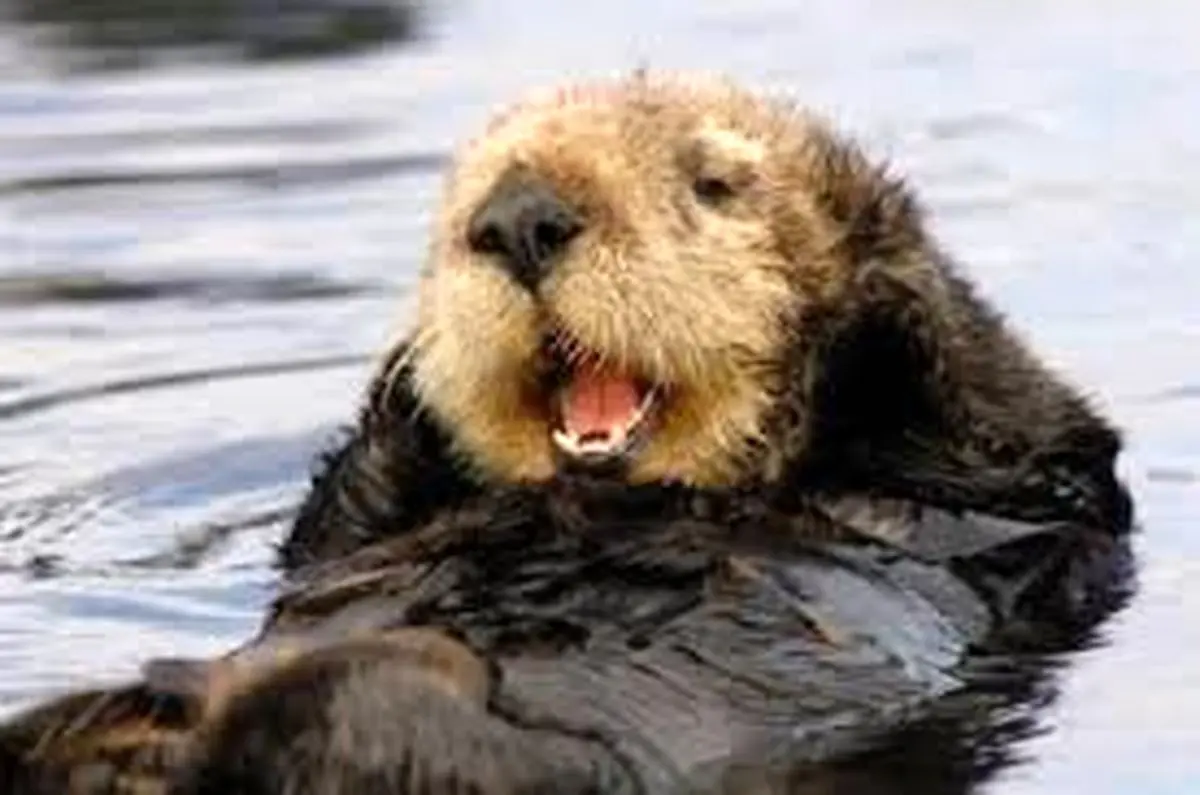 نقش شگفت‌انگیز «سگ‌های آبی» در بهبود محیط زیست 