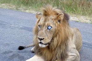 معمای دو شیر نر یک چشم در حیات وحش آفریقا