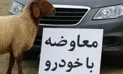 مبادله کالا با کالا راه افتاد؛ بازار عجیب معاوضه گوسفند و سیم کارت با خودرو در ایران/ عکس