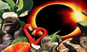 واکنش عجیب حیوانات به «خورشیدگرفتگی»؛ از زنبور تا اژدهای کومودو