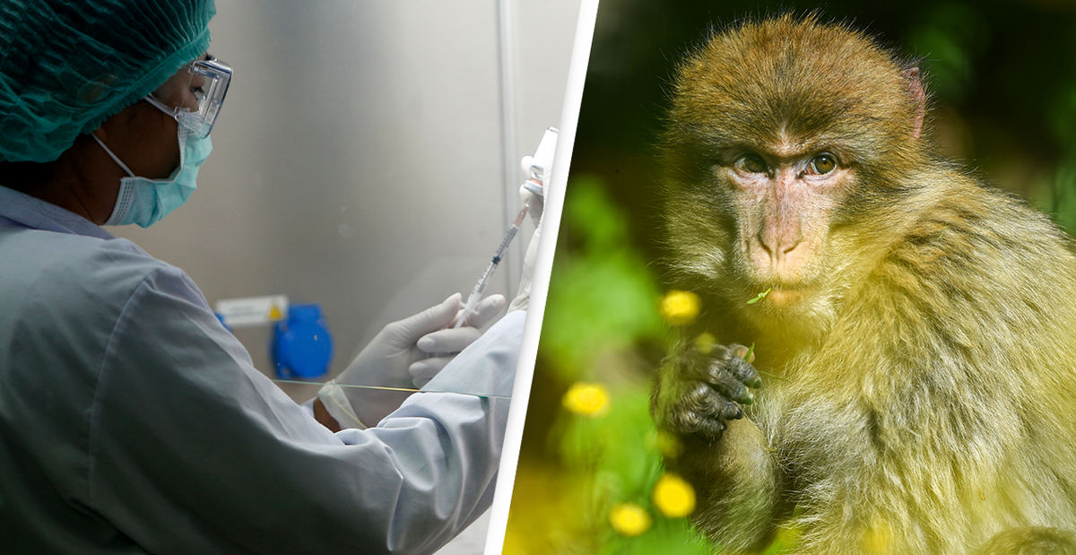 سازمان جهانی بهداشت انتقال جنسی آبله میمونی را بررسی می‌کند