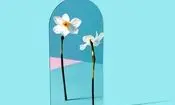 چرا خودشیفته‌ها همواره موفق‌تر هستند؟