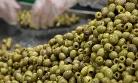 چگونه تلخی زیتون را بگیریم؟ 