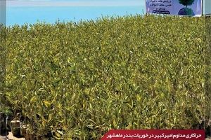 کاشت 35 هزار نهال حرا توسط شرکت پتروشیمی امیرکبیر