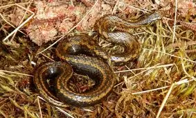 دانشمندان نام ستاره هالیوود را برای گونه جدید مار انتخاب کردند

