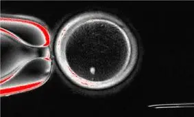 دانشمندان سلول‌های پوست انسان را به تخمک تبدیل کردند