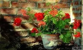 داستان گلدان شمعدانی/ وقتی زنم فلسفه‌ زندگی را از درون گلدان بیرون کشید