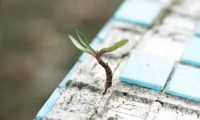 تولید سیمان از جلبک برای اولین بار