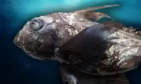 شبح‌ کوسه دیده شد/ جانور مخوف اقیانوس‌