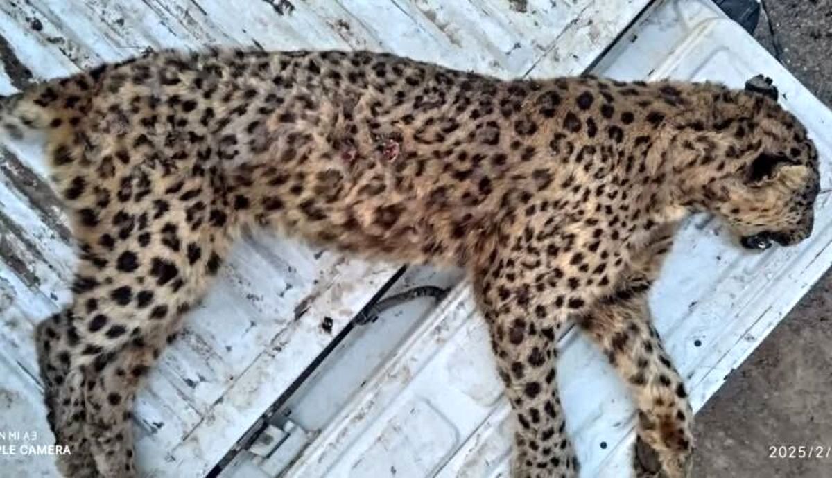  پلنگ ماده ایرانی در البرز تلف شد 