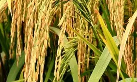 خودکفایی تولید برنج با بذر‌های هسته‌ای/ ویدئو