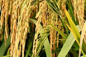 خودکفایی تولید برنج با بذر‌های هسته‌ای/ ویدئو
