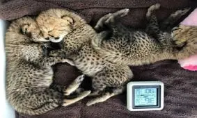 تصویر لمس کردن توله یوزپلنگ‌ های ایران بدون دستکش